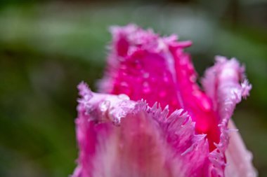 Yakın çekim, canlı pembe bir çiçeğin karmaşık dokularını ve yıpranmış kenarlarını ortaya çıkarır. Doğal güzellik, ilkbaharda çiçeklerde bulunan hassas ayrıntıları vurgular..