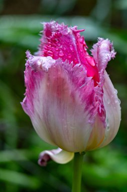 Pembe bir lale, bahar zamanı yemyeşil bir bahçede, su damlacıklarıyla süslenmiş, karmaşık püsküllü yaprakları sergiler. Sahne, doğanın güzelliğini tam çiçeklenirken yakalar..