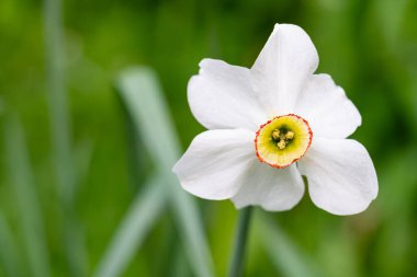 Güzel bir beyaz nergis belirgin bir şekilde sarı merkezli narin taç yaprakları sergiliyor. Çevresini çevreleyen canlı yeşil yapraklar baharın tazeliğini vurguluyor..