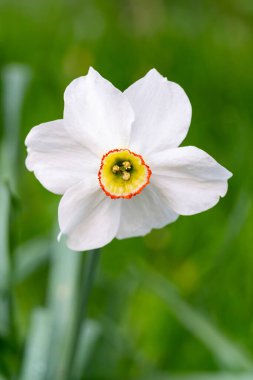 Göz kamaştırıcı beyaz nergis parlak bir günde canlı yeşillikler arasında zarifçe çiçek açar. Merkezinde canlı sarı ve turuncu bir taç sergileniyor, zarafetiyle dikkat çekiyor..