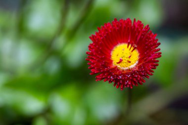 Parlak sarı merkezli çarpıcı kırmızı bir çiçek yemyeşil yapraklara karşı duruyor. Su damlacıkları taç yapraklarına yapışır ve canlı çiçeğe taze bir bakış ekler..