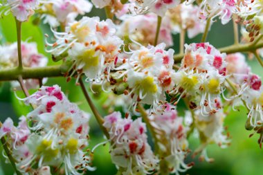 İlkbaharda at kestanesi ağacında narin pembe ve beyaz çiçek kümeleri açar. Canlı yapraklar yemyeşil yapraklara karşı çarpıcı bir görüntü oluşturur..