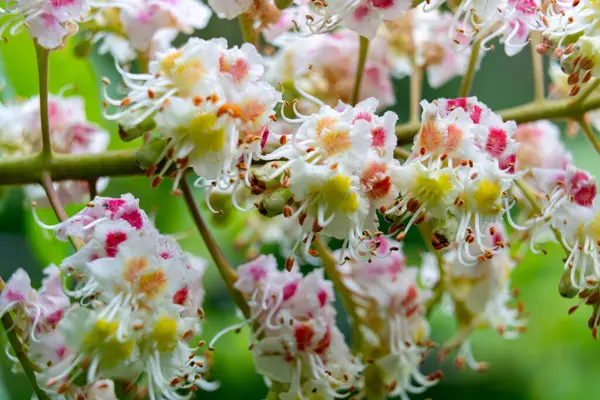 İlkbaharda at kestanesi ağacında narin pembe ve beyaz çiçek kümeleri açar. Canlı yapraklar yemyeşil yapraklara karşı çarpıcı bir görüntü oluşturur..
