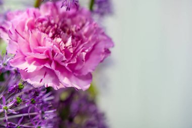 Pembe karanfilin yakın plan görüntüsü mor çiçeklere karşı kurulmuş. Karanfilin narin taç yaprakları göze çarpıyor. Karmaşık katmanlar ve canlı renkler sergiliyor..