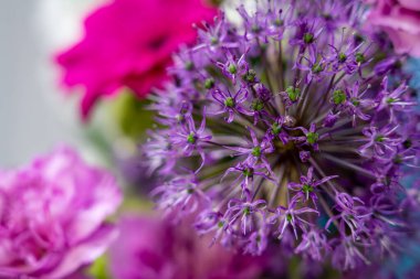 Renkli çiçekler bir araya toplanır, mor ve pembenin canlı tonlarını sergiler. Narin taç yaprakları ve karmaşık dokular dekorasyon için ideal güzel bir çiçek dekoru oluşturur..