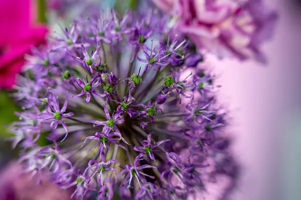 Göz alıcı bir mor alyan çiçeği, gün ışığında yumuşak renklerle çevrili karmaşık taç yapraklarını ve yapısını gözler önüne sererek eşsiz güzelliğini ve detaylarını vurgular..