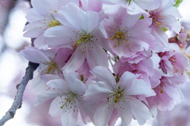 Yumuşak pembe ve beyaz kiraz çiçekleri baharda yerel bir parkta dalları süsler. Hassas yapraklar güneş ışığını yakalayarak mevsimin tadını çıkaran ziyaretçiler için sakin bir atmosfer yaratıyor..