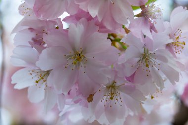 Narin pembe kiraz çiçekleri, bahar mevsiminde sakin bir bahçede güzelliklerini sergiliyorlar. Polen taşıyıcılar canlı çiçeklerden etkilenir..