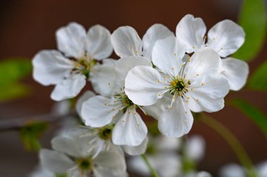 Sarı merkezli narin kiraz çiçekleri canlı bahar mevsiminde taze yeşil yapraklarla çevrelenmiş ve çok güzel doğal bir görüntü yaratıyor..