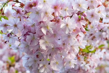 Narin pembe ve beyaz kiraz çiçekleri kümeleri dalları dolduruyor, bahar zirvesi sırasında sakin bir açık havada canlı renkler sergiliyor..