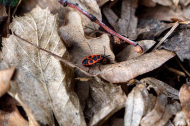 Küçük kırmızı ve siyah bir böcek, sonbahar boyunca kurak ve düşmüş yapraklardan oluşan bir yatakta dinlenir. Renk ve dokuların birleşimi çarpıcı bir doğal karşıtlık yaratır..
