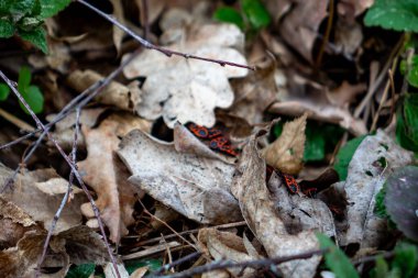 Canlı bir böcek orman zemininde düşen sonbahar yapraklarıyla kusursuz bir şekilde harmanlanır. Güneş ışığı ağaçların arasından süzülür, böceğin doğal yaşam alanını aydınlatır..