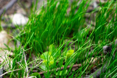Dalların ve küçük yeşil bitkilerin arasında yemyeşil çimenler ortaya çıkar. İlkbaharda ormanlık bir alanda doğanın esnekliğini gösterir. Taze büyüme doğal ortamda gelişir..