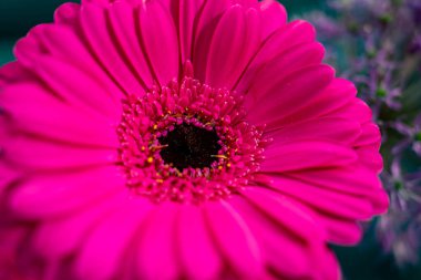 Canlı pembe bir Gerbera papatyası çiçek yapraklarını bir bahçe ortamında açar. Karmaşık detaylar ve karanlık bir merkez sergiler. Güneş ışığı çiçeğe parıldıyor, güzelliğini vurguluyor..