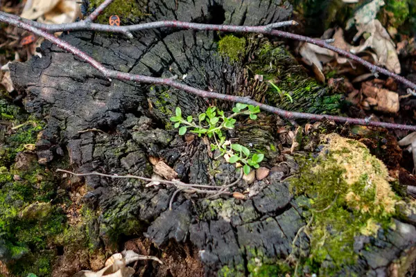 Çürüyen bir ağaç gövdesinden filizlenen yeşil filizler yosun ve dallarla çevrili, doğanın güneş lekeli bir ormandaki dayanıklılığını betimliyor..
