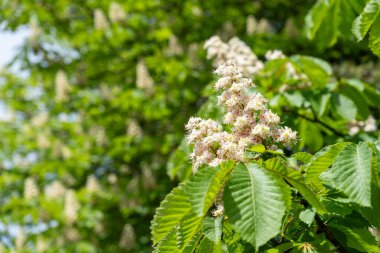 Çiçek açan bir kestane ağacında canlı yeşil yapraklarla çevrili narin beyaz çiçek kümeleri sergilenir. Bu sahne baharın cazibesini yakalıyor güneş ışığı yaprakların arasından süzülüyor..