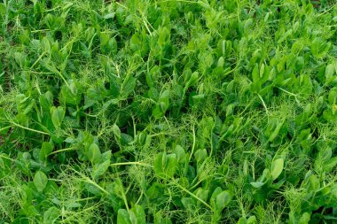 Çiçekli yeşil bezelye bitkileri bahçe yatağını dolduruyor, canlı yapraklarını sergiliyorlar. Güneş ışığı, sağlıklı büyümeyi ve gelişen bir ekosistemi vurgulayarak, zengin renkleri artırır..