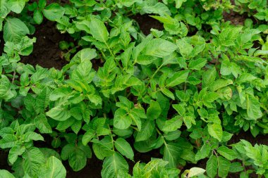 Canlı yeşil patates bitkileri, berrak gökyüzünün altında bakımlı bir bahçe yatağında gelişir. Her bitki, sıcak mevsimde sağlıklı bir büyüme göstererek sağlam yapraklar sergiliyor..