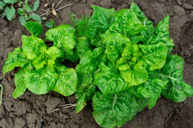 Bereketli yeşil pancar kafaları sebze bahçesinde büyür. Güneş ışığı yaprakları aydınlatıyor, canlı dokularını ve sıcak öğleden sonra zengin renklerini sergiliyor.