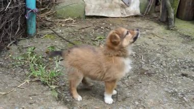 Küçük, tüylü bir köpek yavrusu tuhaf bir şekilde kırsal bir alanda geziniyor. Yavru köpek tasmalı ve çevresindeki yeşillikleri ve çakılları araştırıyor. Neşeli doğası parıldıyor