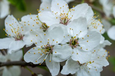 Narin taç yaprakları ve sarı erkek çiçekleri ile beyaz kiraz çiçekleri tam çiçekleniyor, bahar bahçesinin güzelliğini arttırıyor ve sıcak havanın gelişini işaret ediyor..