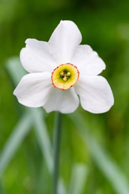 Canlı sarı merkezli güzel beyaz bir çiçek taze yeşil yaprakların arasında duruyor. Bu narin çiçek, sakin bir bahçede doğanın zarafetini sergiliyor..