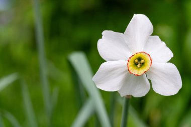 Sarı merkezli tek bir beyaz nergis canlı yeşil yapraklara karşı duruyor. Parlak çiçek baharın özünü ve doğanın güzelliğini bir bahçede yakalar..