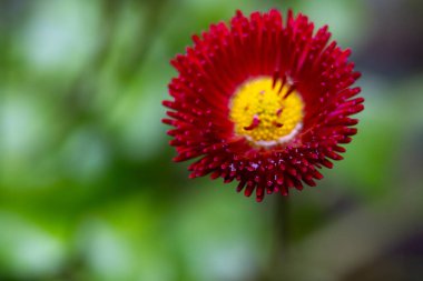 Sarı merkezli çarpıcı kırmızı bir çiçek yemyeşil yaprakların arasında açar. Yumuşak yağmur damlaları yapraklarına yapışır ve yağmurlu bir günde canlı renklerini güçlendirir..