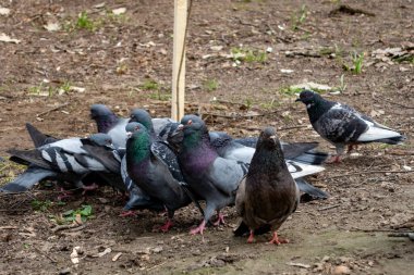 Bir grup güvercin bir parkta yerde toplanmış, yiyecek arıyorlar. Kuşlar doğal davranışlarını yeşil bir ortamda sergileyerek çeşitli renk ve boyutlarda tüyler sergiliyorlar..