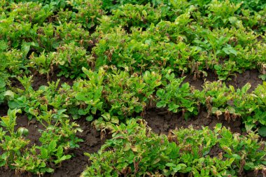 Bereketli patates bitkileri, sıcak güneşin altında canlı yeşil yapraklar göstererek iyi sürülmüş topraklarda gelişir. Bahçe alanı bereketli bir hasat için büyüme ve potansiyel barındırıyor..