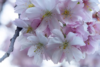 Yumuşak pembe ve beyaz taç yaprakları sergilenen kiraz çiçeklerinin yakın plan görüntüsü. Bahar geldi ve bahçe renk ve kokularla dolu. Hayranlık uyandırıyor..