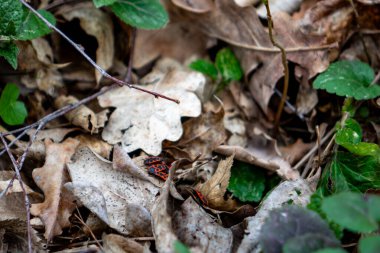 Küçük, parlak renkli bir kurbağa, orman zemininde kurumuş yapraklar ve yeşil yaprakların arasında dinleniyor. Güneş ışığı gölgelikten süzülerek, yeryüzünün tonlarının ortasındaki canlı renklerine vurgu yapar..
