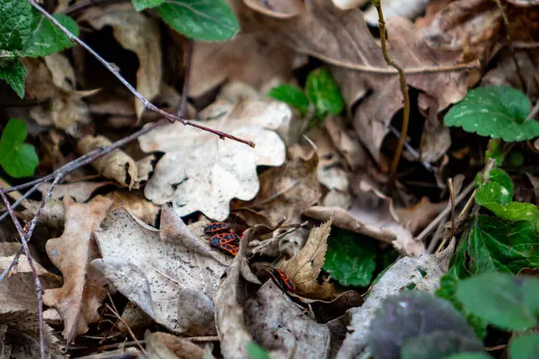 Küçük, parlak renkli bir kurbağa, orman zemininde kurumuş yapraklar ve yeşil yaprakların arasında dinleniyor. Güneş ışığı gölgelikten süzülerek, yeryüzünün tonlarının ortasındaki canlı renklerine vurgu yapar..