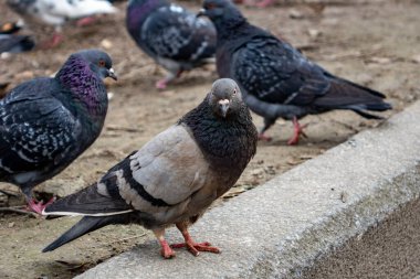 Birkaç güvercin bir park yolunun yakınında toplandı. Ötekiler arka planda dağınık dururken bir güvercin önde duruyor. Bulutlu gökyüzü sahneye bastırılmış bir ton ekler.