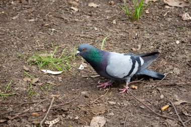 Bir güvercin yerde yiyecek arıyor, etrafı toprak ve küçük yeşil bitkilerle çevrili. Kuş canlı renkler ve hareketler gösterir. Bir park ortamında tipik yiyecek arama davranışı..