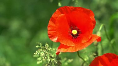 Canlı kırmızı bir gelincik çiçeği güneşli bir günde yemyeşil bir bahçede göze çarpar. Narin yapraklar ışığı yakalar ve şaşırtıcı bir doğal görüntü yaratır.