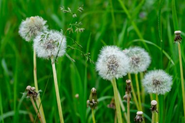 Karahindiba tütsüsü topları güneşli bir bahar gününde canlı yeşil çimenlerin arasında dimdik durur. Hassas tohumları rüzgâr tarafından taşınmaya hazır. Tuhaf bir atmosfer yaratıyorlar..