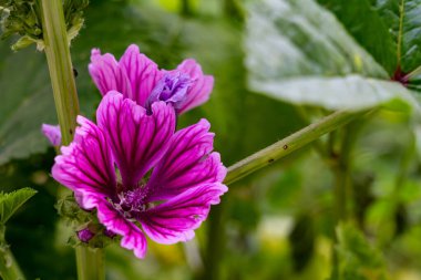 Canlı mor çiçekler yemyeşil bir bahçede büyür, karmaşık taç yaprakları ve canlı renkler sergiler. Bitkiler yeşil yapraklarla çevrili, sakin bir yaz ortamı yaratıyorlar..