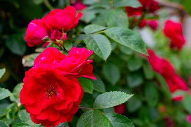 Büyüleyici kırmızı güller bahçeyi dolduruyor, zengin renklerini ve narin taç yapraklarını sergiliyorlar. Güneş ışığı canlı renkleri güçlendirir, resim gibi bir atmosfer yaratır..