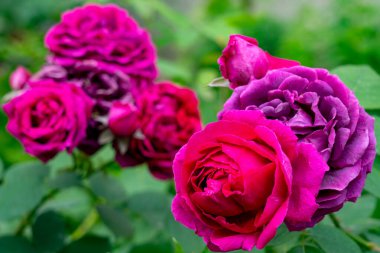 Parlak renkli güller yemyeşil bir bahçe ortamında serpilmiş, pembe ve mor tonlarıyla ilkbaharda doğal güneş ışığı altında göz kamaştırıcı bir görsel ekran oluşturuyorlar..