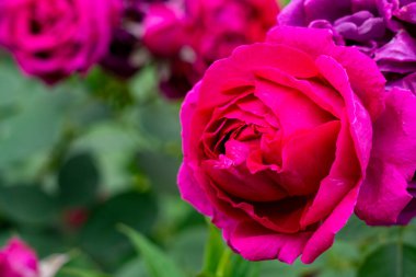 Canlı pembe güller, narin taç yapraklarını ve zengin renklerini yemyeşil bir arka planda sergiliyorlar. Çiçekler baharda güzelliği ve yenilenmeyi sembolize eder..