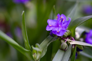Sersemletici bir mor çiçek yemyeşil yapraklardan çıkar ve dingin bir bahçenin arka planına karşı canlı rengini sergiler. İlkbaharın güzelliği kendiliğinden ortaya çıkar..