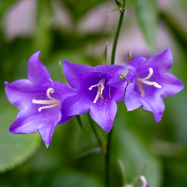 Üç mor çan çiçeği yemyeşil yapraklardan çıkar, parlak renklerini sergiler ve bahar zamanı sakin bir bahçede karmaşık yapılar sergilerler..