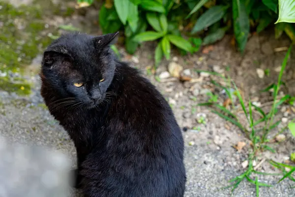 Bir kara kedi, bahçedeki bitki ve çimlerin arasında sessizce oturur ve güneşin sıcaklığının tadını çıkarır. Bereketli yeşillik bu huzurlu an için sakin bir zemin sağlar..