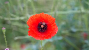 Canlı turuncu bir gelinciğin yakın çekimi bir arıyı nektar toplarken yakalar. Baharda doğanın güzelliğini gösteren renkli çiçekler ve yeşilliklerle dolu bahçe.