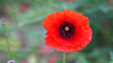 Çarpıcı kırmızı gelincik çiçekleri, açık mavi bir ilkbahar öğleden sonrasında açık mavi gökyüzünün altında canlı bir bahçede yemyeşil yapraklarla çevrili katmanlı yapraklarını sergiliyor.