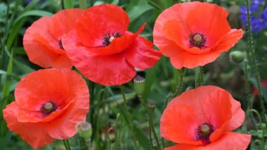 Renkli turuncu gelincikler yemyeşil bir bahçede bol bol çiçek açıyor. Canlı yaprakları, bahar melteminde hafifçe sallanırken, doğanın güzelliğini gözler önüne seriyor.