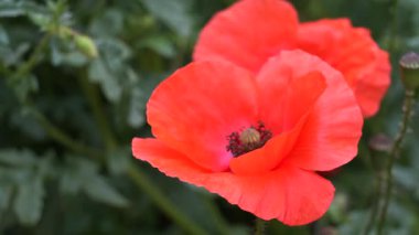 Canlı turuncu gelincikler huzurlu bir bahçede zarifçe açılır. Güneş bu narin çiçeklerin üzerinde parıldıyor ilkbaharda güzelliklerini ve cazibelerini arttırıyor.