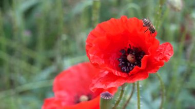 Bahar boyunca canlı bir tarlada, canlı kırmızı gelincik çiçekleri yeşillikler arasında gelişir, narin yapraklarını sergiler ve rüzgarda yavaşça sallanırken karmaşık detaylarını gözler önüne serer