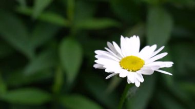 Tek bir beyaz papatya bir bahçenin zengin yeşil arka planına karşı duruyor. Güneş ışığı yapraklarını aydınlatır, doğal güzelliğini arttırır ve dingin bir ortam yaratır.